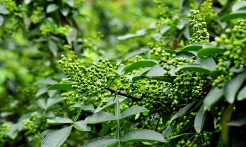 NaturalFactors蔓越莓浓缩物-蔓越莓浓缩软胶囊功效网 - 为你提供蔓越莓固体饮料功效与作用、NaturalFactors蔓越莓浓缩物