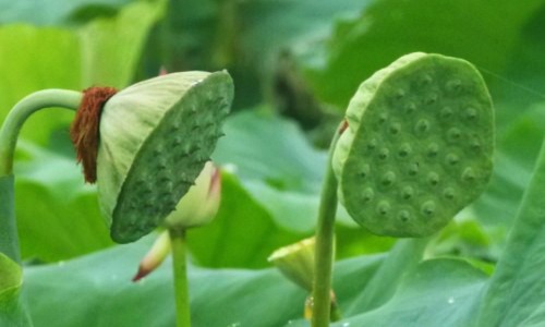蔓越莓浓缩软胶囊功效和作用-蔓越莓浓缩软胶囊功效网 - 为你提供蔓越莓固体饮料功效与作用、NaturalFactors蔓越莓浓缩物